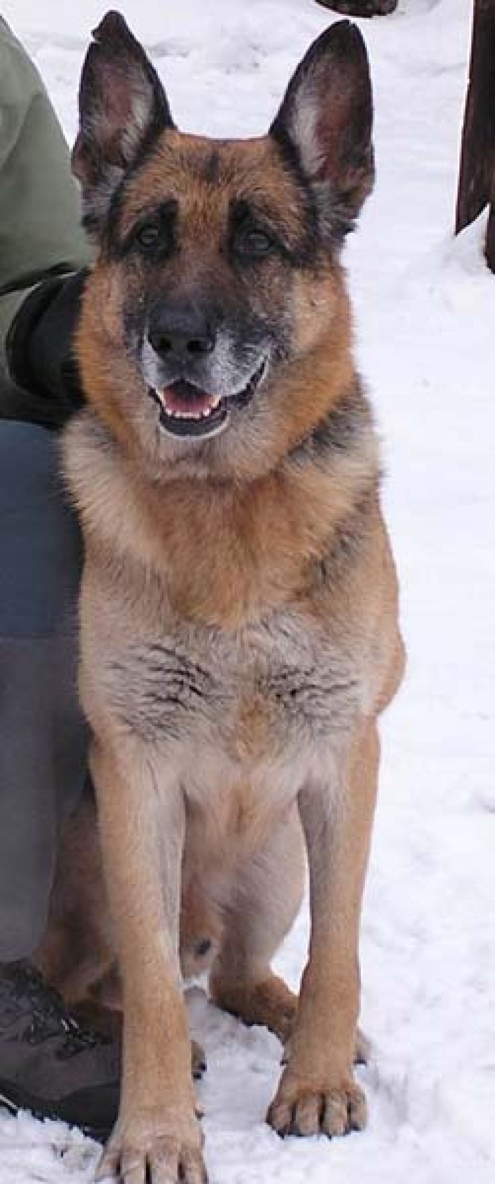 В Барнауле потерялась овчарка,
спасшая десятки людей.