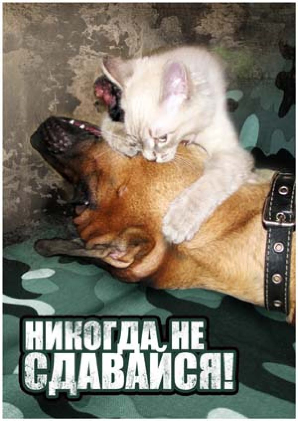 Жители Барнаула могут помочь бездомным животным, купив
забавные открытки.