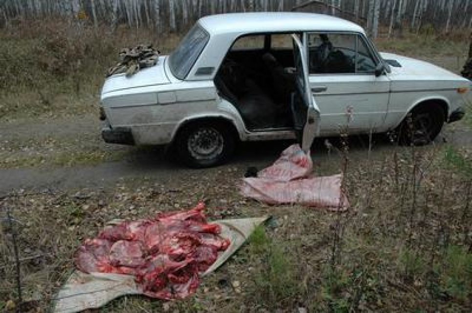 Бийские браконьеры убили лося в Обском заказнике.