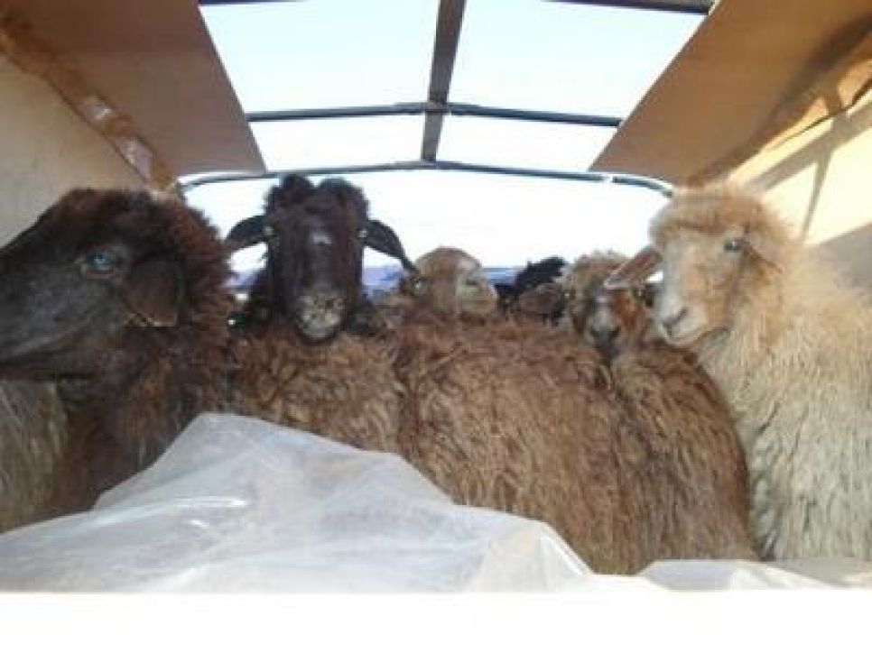 В селе Наумовка Алтайского края обнаружены овцы, больные
бруцеллезом.