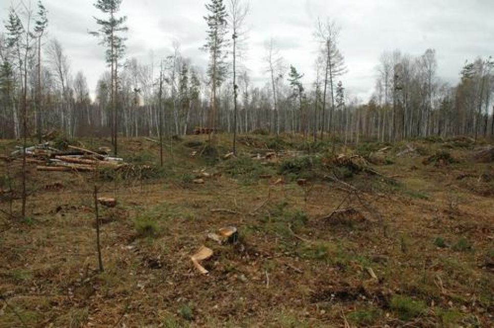 В заказниках Алтайского края варварски вырубают леса.