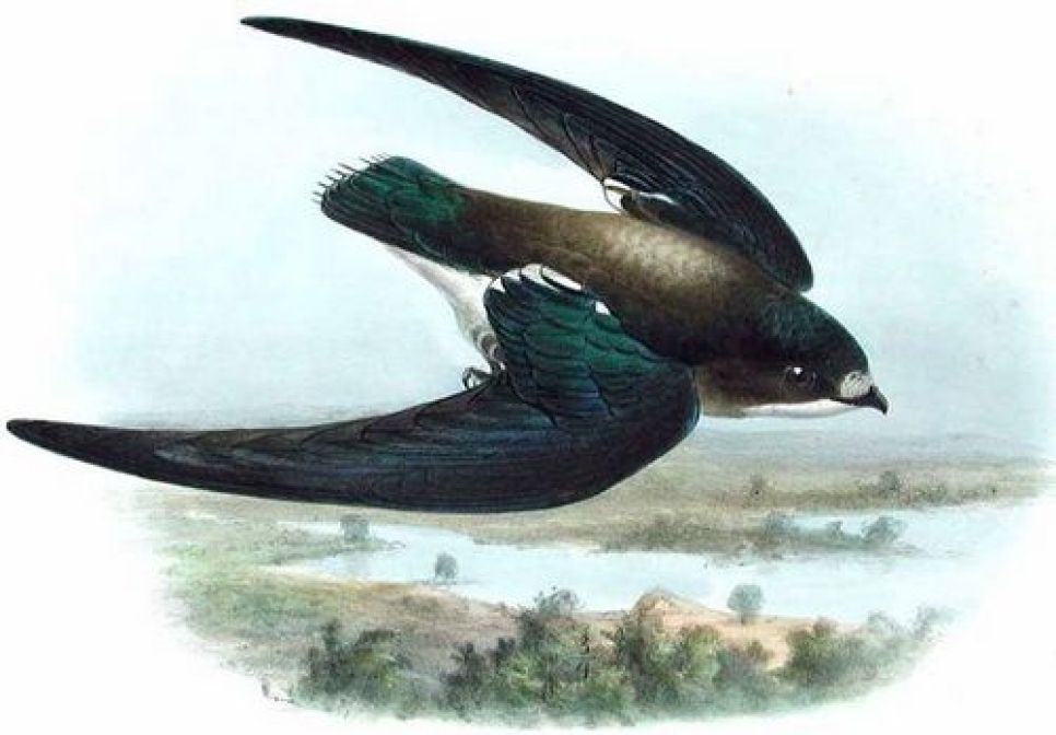 В Алтайском заповеднике  обнаружено  местообитание краснокнижного иглохвостого стрижа.