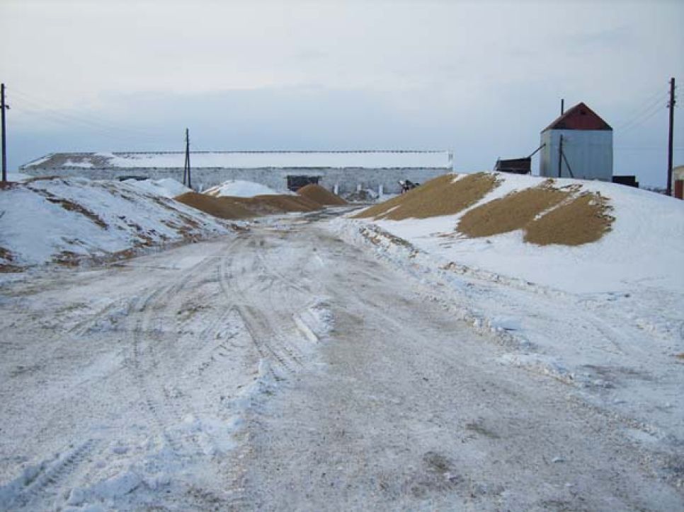 "Алтайское приобье"- 2 в действии: никому не нужный рекордный урожай
зерновых так и остался под снегом на полях края (фото читателя).