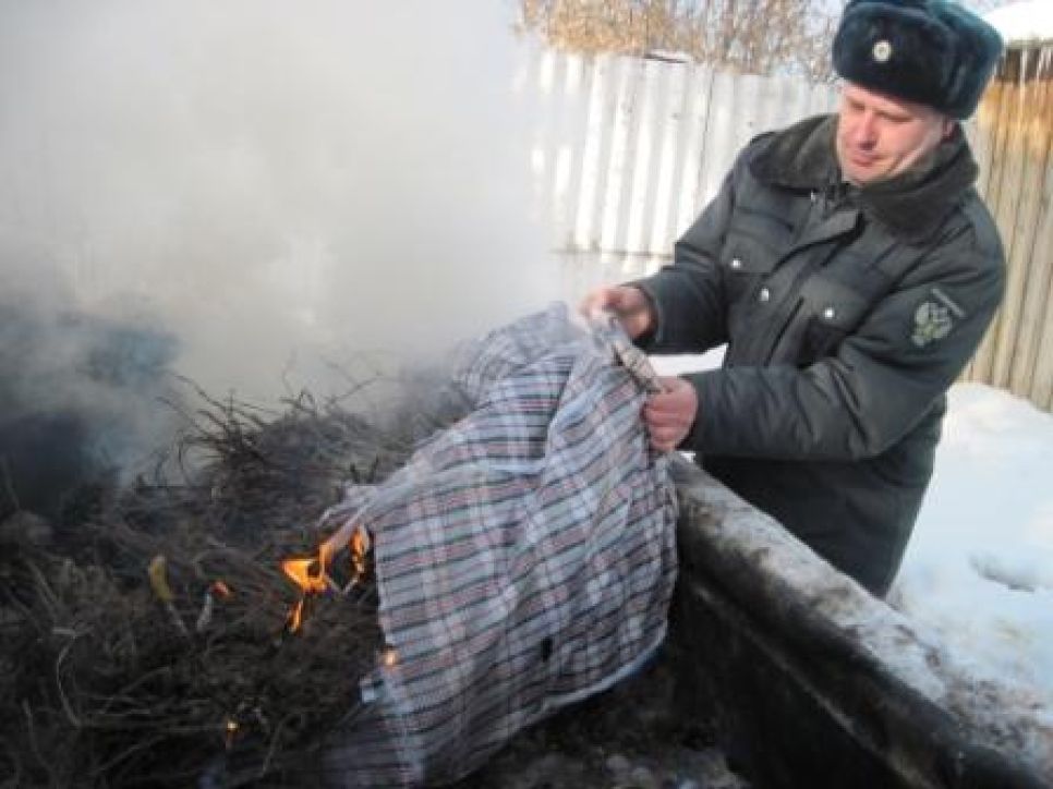 В Алтайском крае сожгли почти 3 000 "незаконных" саженцев роз.