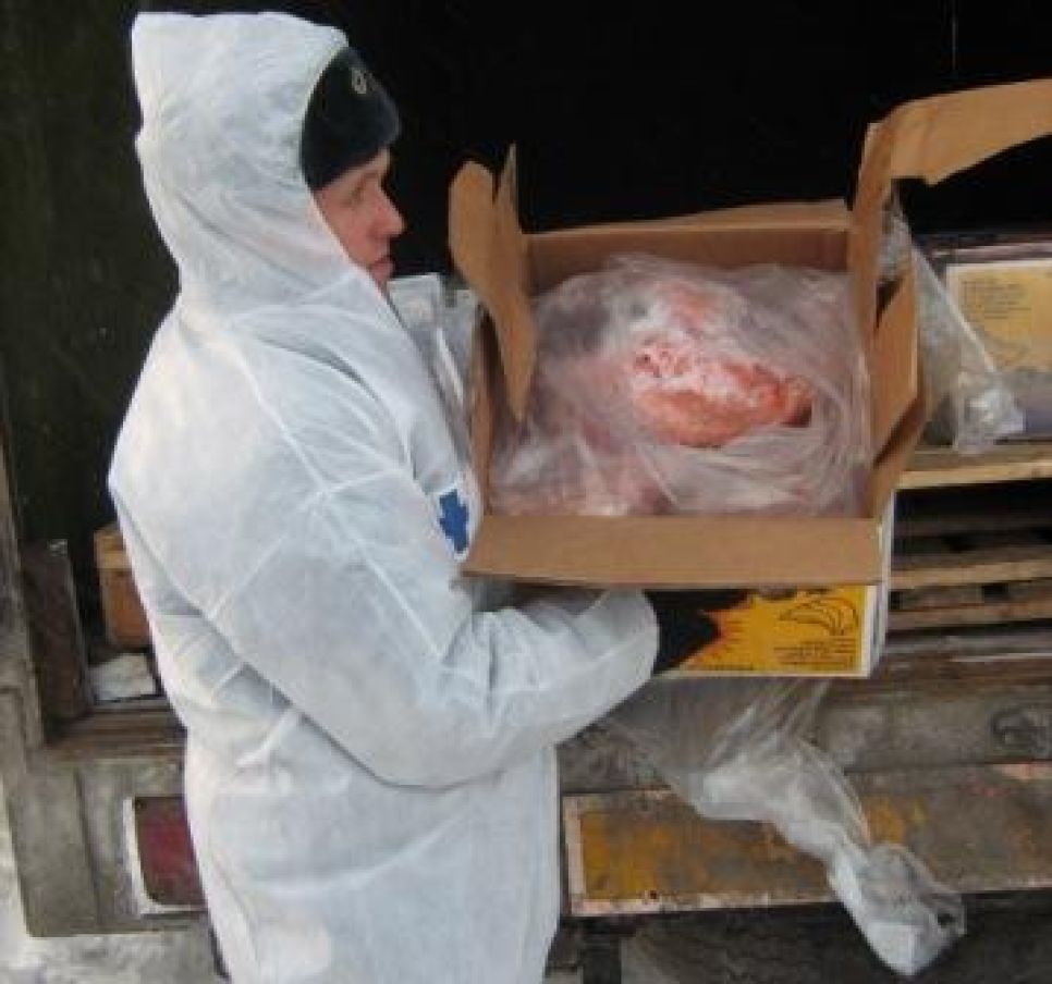 700 кг мяса везли в коробках из-под бананов из Рубцовска в Новосибирск.