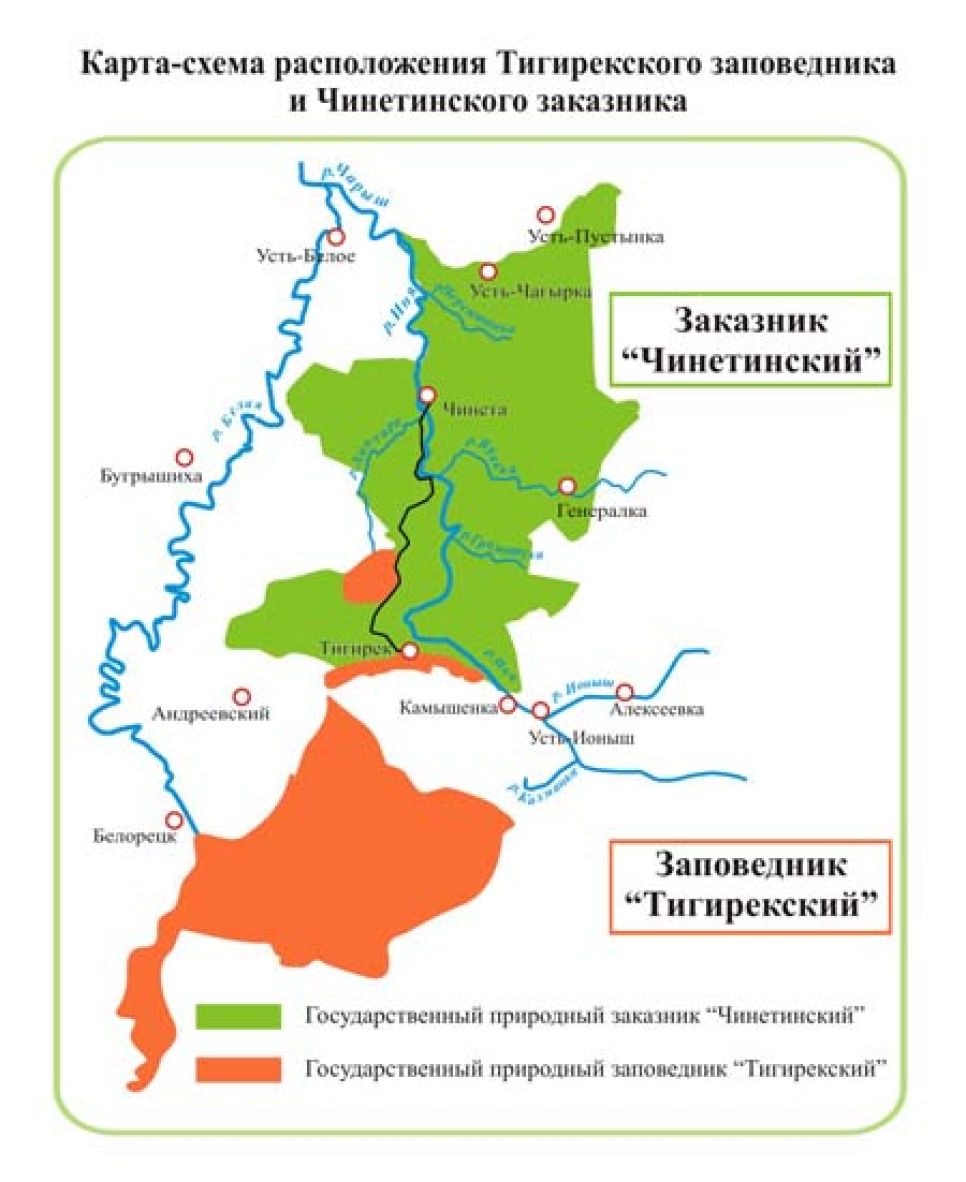 На Алтае браконьеры снова убили семью лосей - их жертвой вновь
стала беременная лосиха.