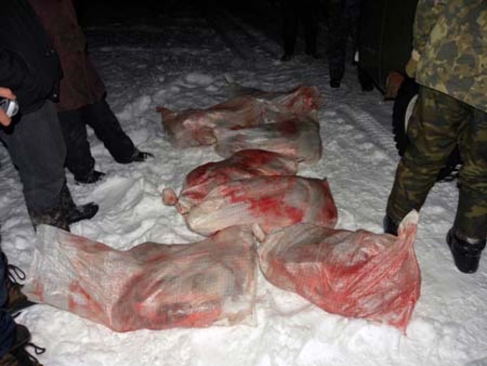 На Алтае браконьеры снова убили семью лосей - их жертвой вновь
стала беременная лосиха.