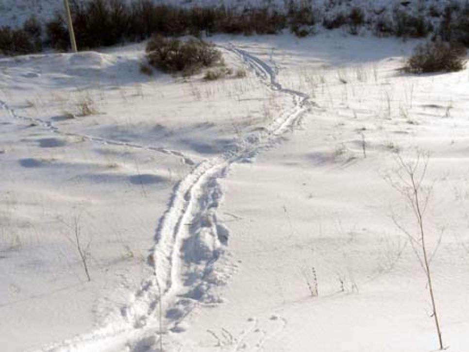 На Алтае браконьеры снова убили семью лосей - их жертвой вновь
стала беременная лосиха.