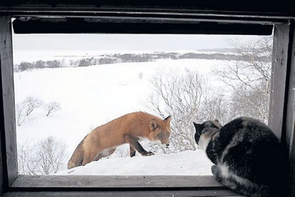 В алтайской деревне кот спас хозяйских кур от лисицы.