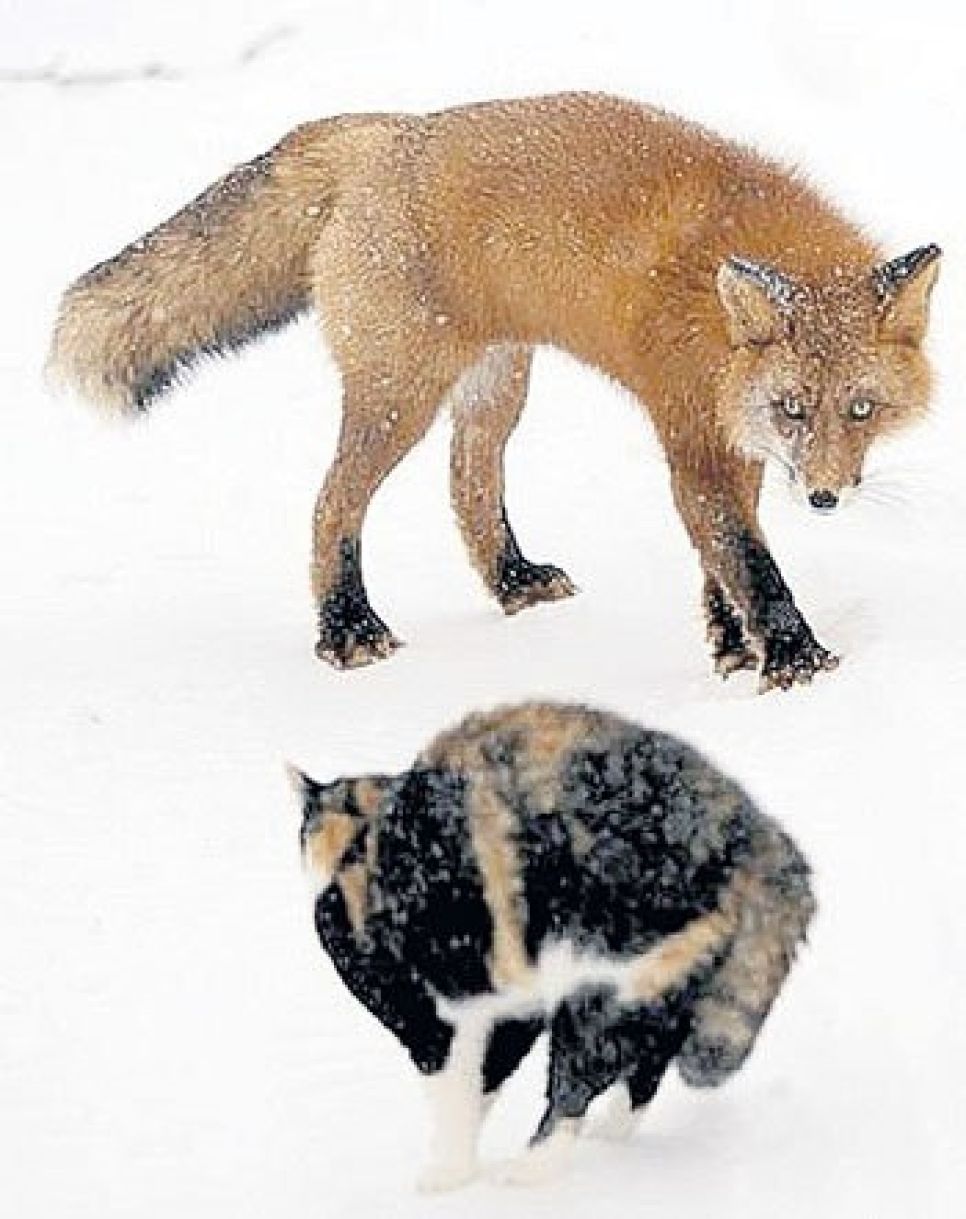 В алтайской деревне кот спас хозяйских кур от лисицы.