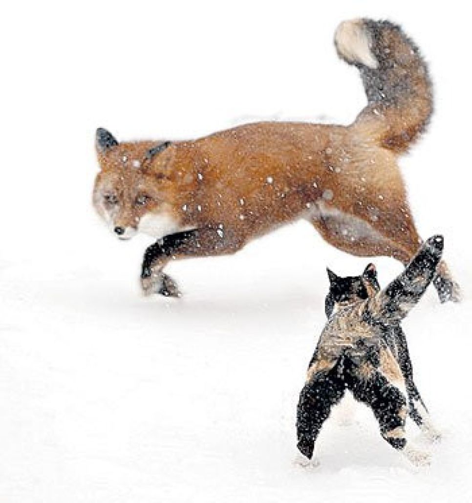 В алтайской деревне кот спас хозяйских кур от лисицы.