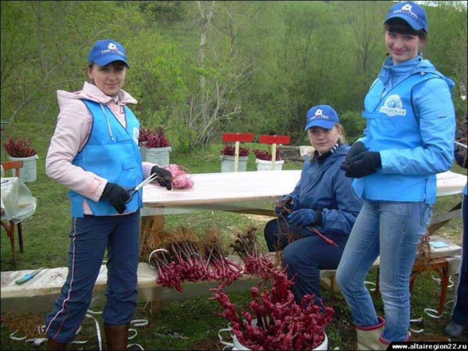 С благословения губернатора и РПЦ в Алтайском крае намерены
выращивать французский виноград даже позднеспелых сортов.