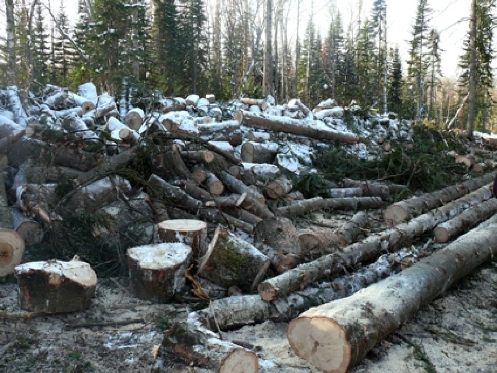 "Геблеровское экологическое общество" через суд доказало
управлению лесами Алтайского края и арендатору лесов ООО "Бирч"
незаконность сплошных рубок в Залесовском заказнике.