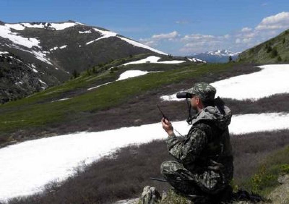 В Республике Алтай пересчитали аргали.