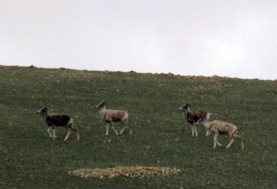 В Республике Алтай пересчитали аргали.