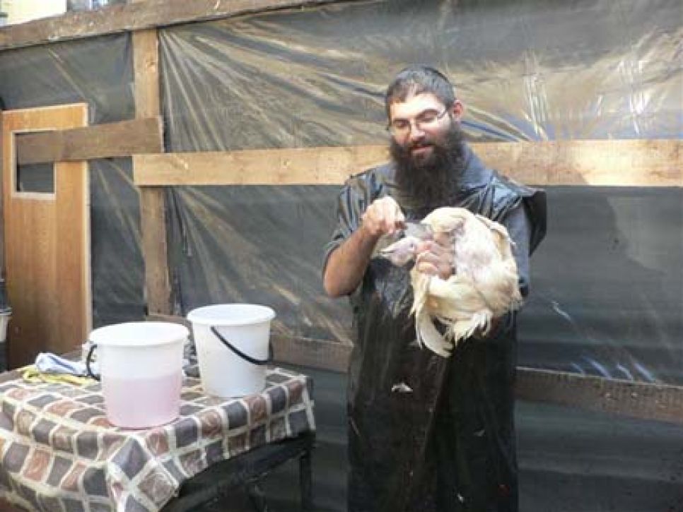 Барнаульские евреи провели обряд ритуального умерщвления кур за
свои грехи.