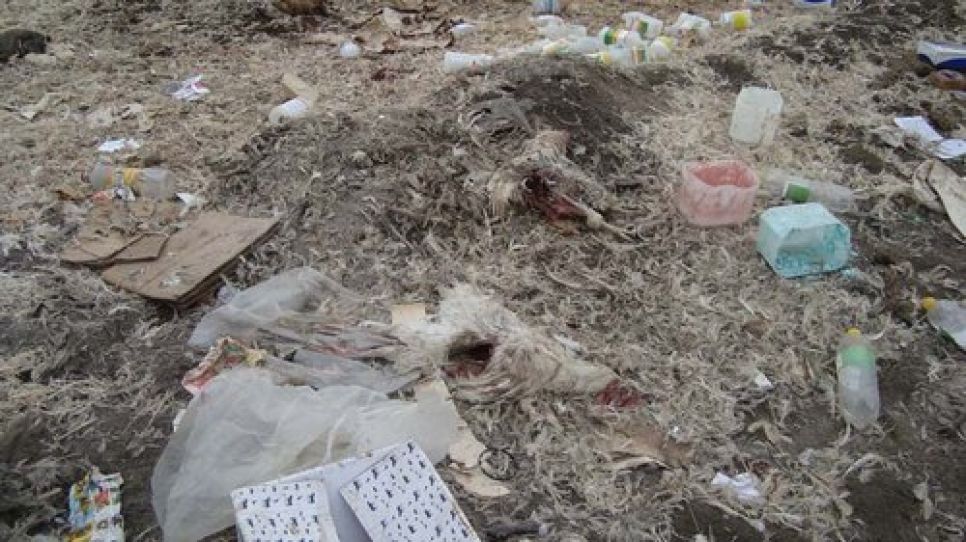 Под Камнем-на-Оби на несанкционированной свалке отходов
местной птицефабрики разлагаются куриные трупы. Фото.