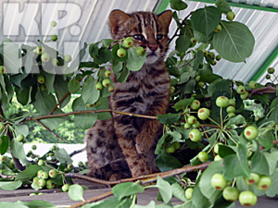 "Мужа" для амурской кошки из барнаульского зоопарка нашли  в
Северске.