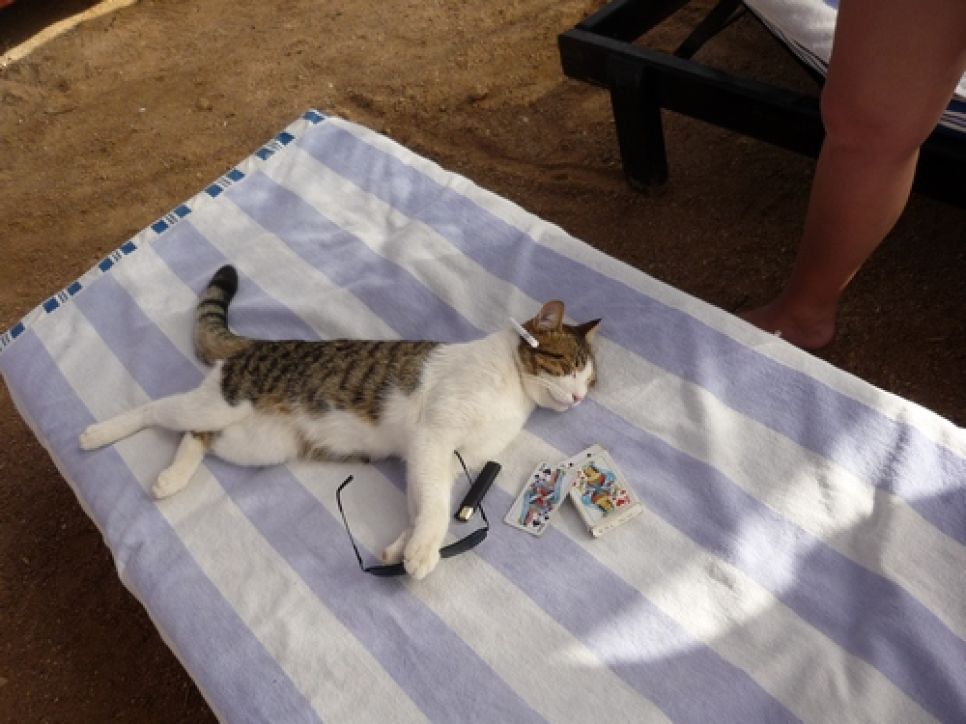 Алтайский политолог Юрий Чернышов о "революционном Египте":
туристы были заключены в информационный вакуум, так как власти
сначала отключили социальные сети и блоги, а потом мобильную связь и весь Интернет.