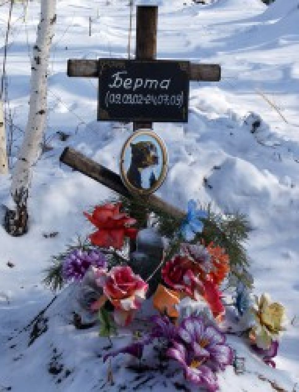 "Люди справа, собаки слева": в Бийске домашних животных хоронят на городском кладбище.