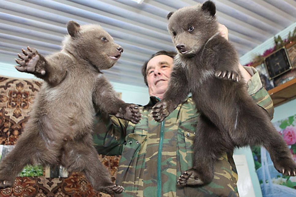 В барнаульском санатории родились четверо бурых медвежат.