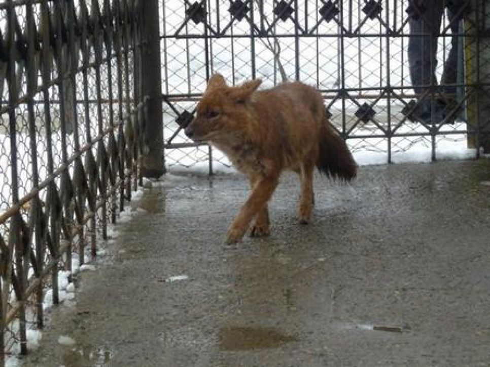 В Барнаульском зоопарке появилась красная волчица.