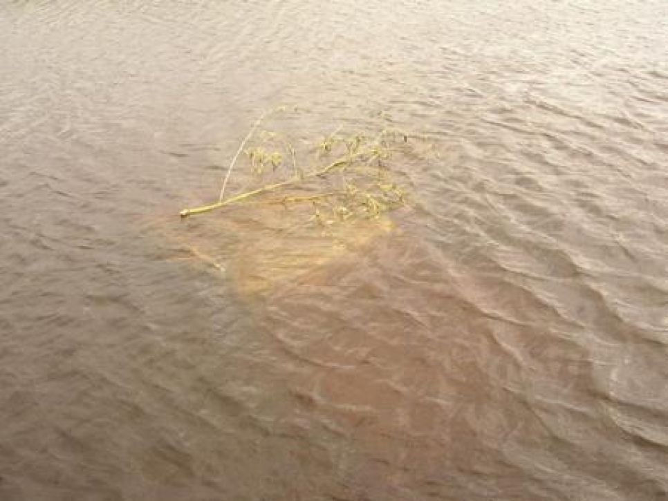 В Алтайском крае автомобиль  опрокинулся  в реку Бурла: водитель и
пассажирка погибли.