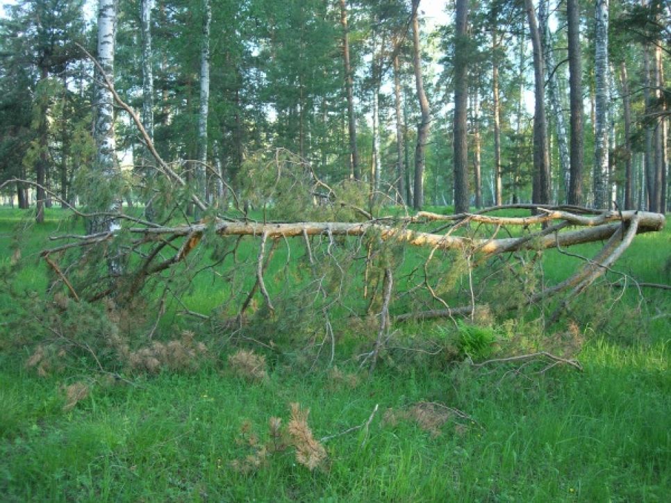 Олег Боронин: единороссовские "фронтовики" с "Алтайкровли", замусорив
леса порубочными остатками, создают опасность крупного пожара.