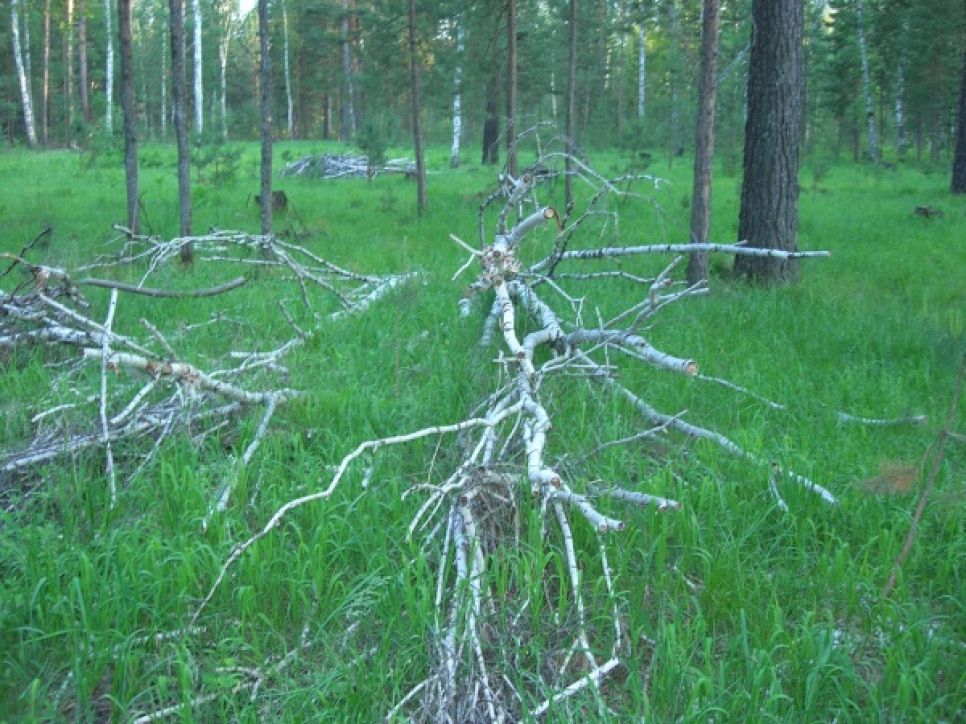 Олег Боронин: единороссовские "фронтовики" с "Алтайкровли", замусорив
леса порубочными остатками, создают опасность крупного пожара.