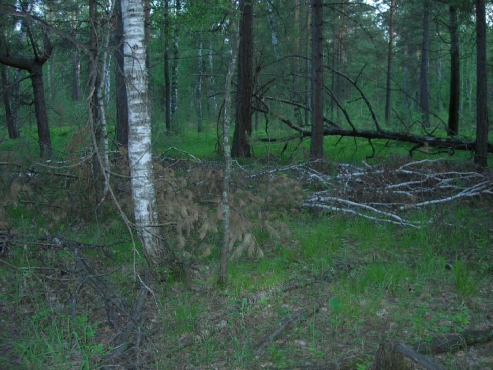 Олег Боронин: единороссовские "фронтовики" с "Алтайкровли", замусорив
леса порубочными остатками, создают опасность крупного пожара.