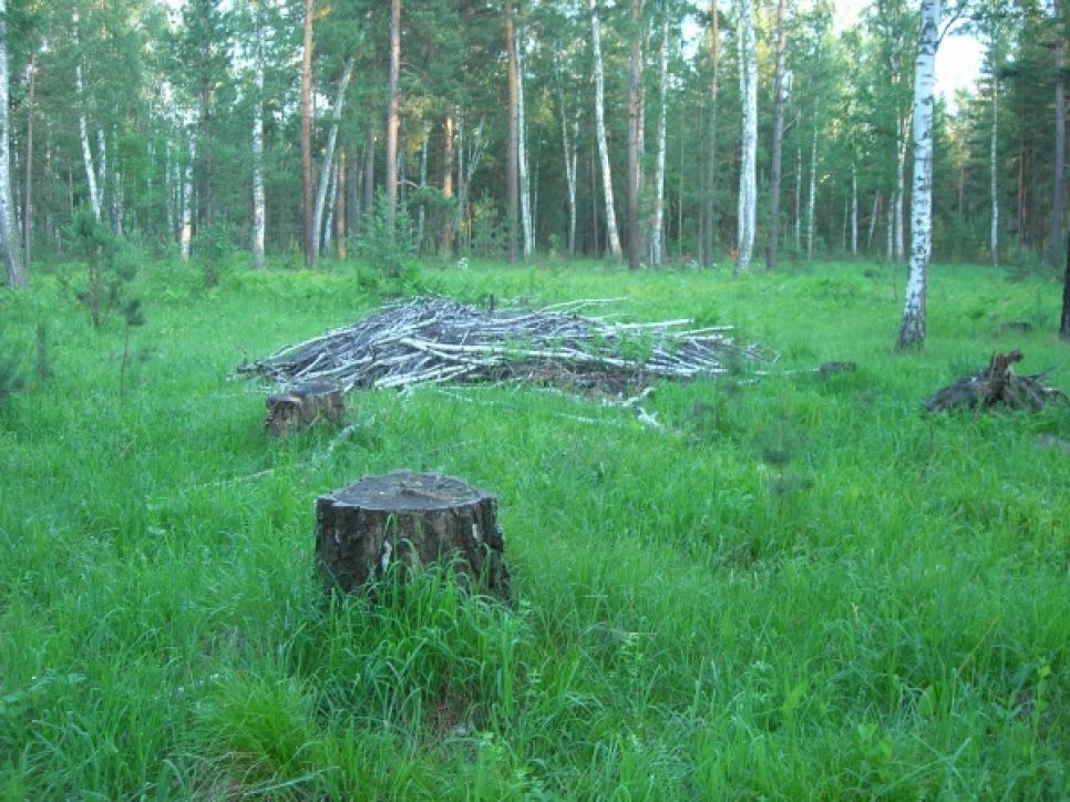 Олег Боронин: единороссовские "фронтовики" с "Алтайкровли", замусорив
леса порубочными остатками, создают опасность крупного пожара.