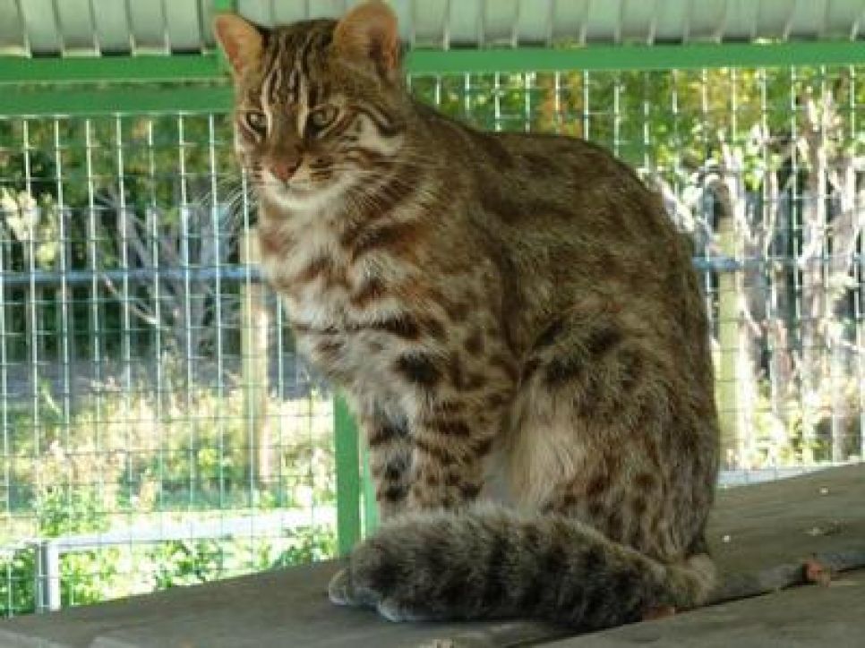 Дальневосточный кот и чёрный волк поселились в Барнаульском
зоопарке.