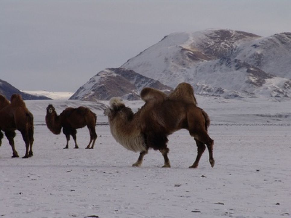 Михаил Задорнов: игорный бизнес на Алтае - то же самое, что
дискотека в храме.