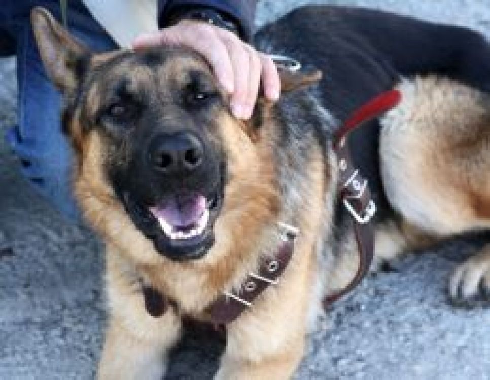 Уникальная овчарка-поисковик впервые приняла участие в
экспедиции по поиску следов снежного барса в Алтайских горах.