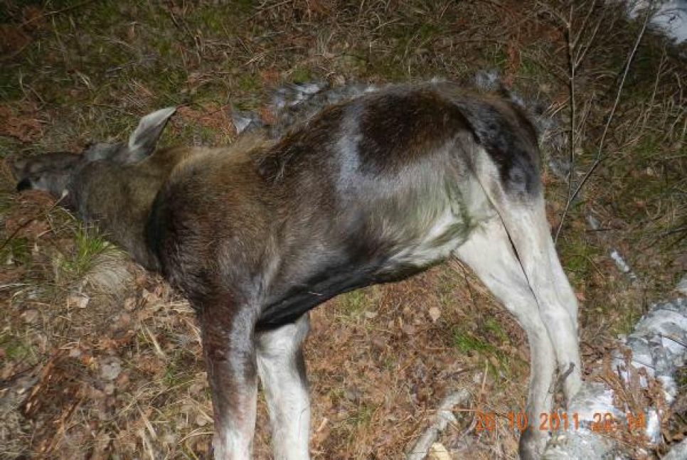 В Топчихинском районе Алтайского края пойманы браконьеры,
смертельно ранившие лосиху .
