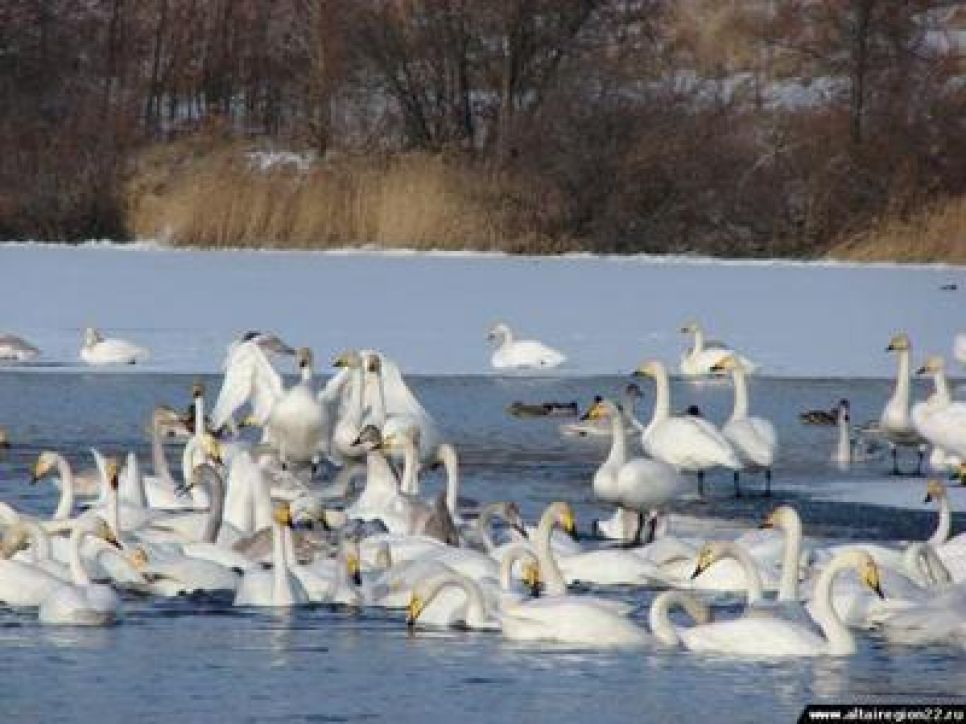 Алтайское "Лебединое" озеро готово к прилету на зимовку
лебедей-кликунов.