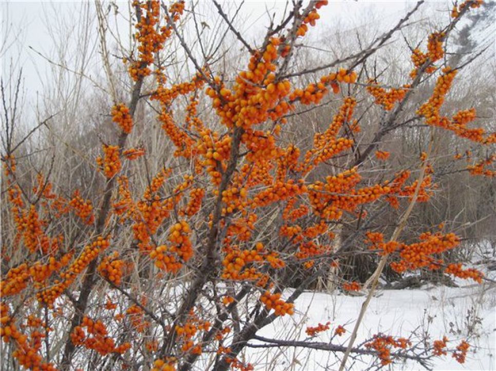 Трофейная охота в ноябре: увидеть и убить козерога в горах Алтая.