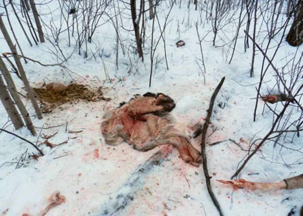 Алтайские экологи бьют тревогу: браконьеры на снегоходах уничтожают всех 
диких животных. Фото.