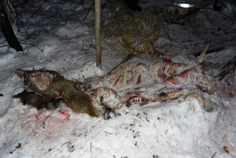 Алтайские экологи бьют тревогу: браконьеры на снегоходах уничтожают всех 
диких животных. Фото.