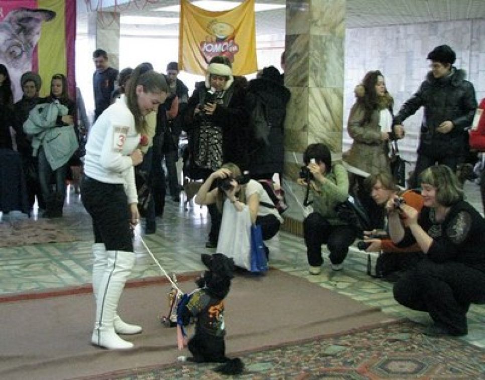 Посетители выставки беспородных собак "Кубок Барбоса-2012" 
в Барнауле пожертвовали почти 22 тысячи рублей на бездомных животных.