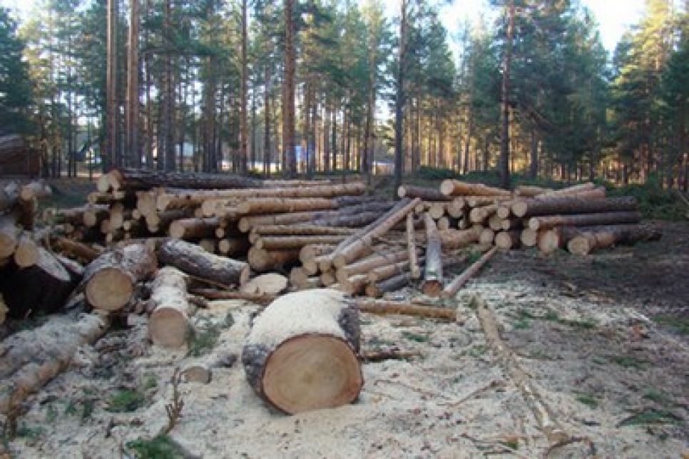 Житель села Новоегорьевское подозревает "Алтайлес" и близких к
нему высокопоставленных чиновников в бесконтрольной вырубке
реликтового ленточного бора.