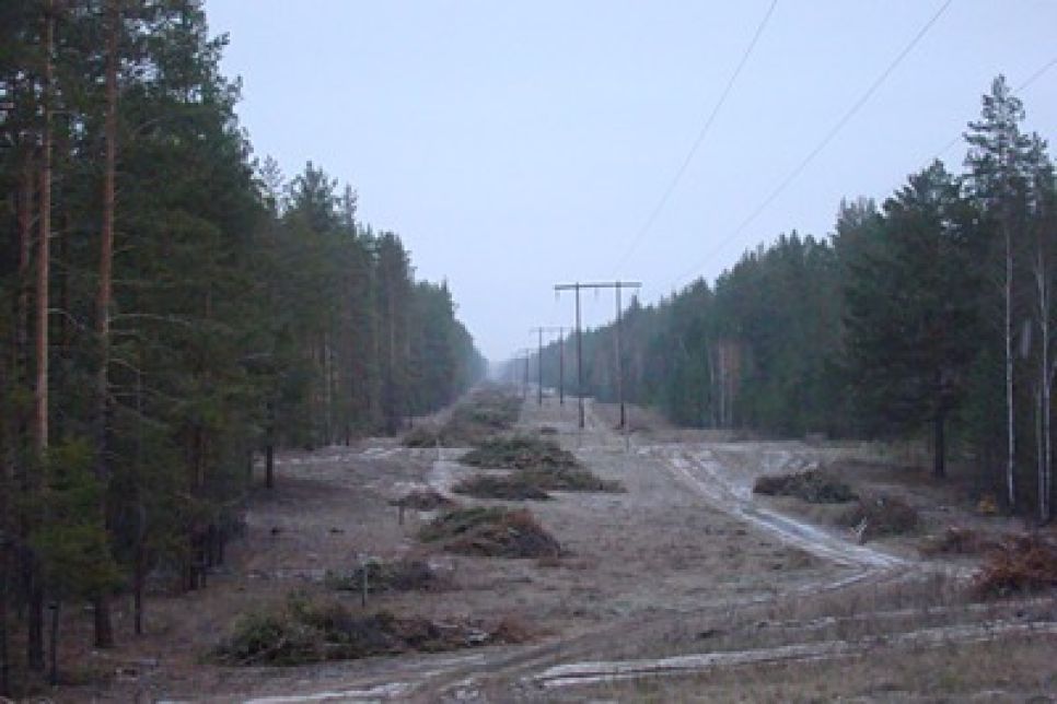 Житель села Новоегорьевское подозревает "Алтайлес" и близких к
нему высокопоставленных чиновников в бесконтрольной вырубке
реликтового ленточного бора.