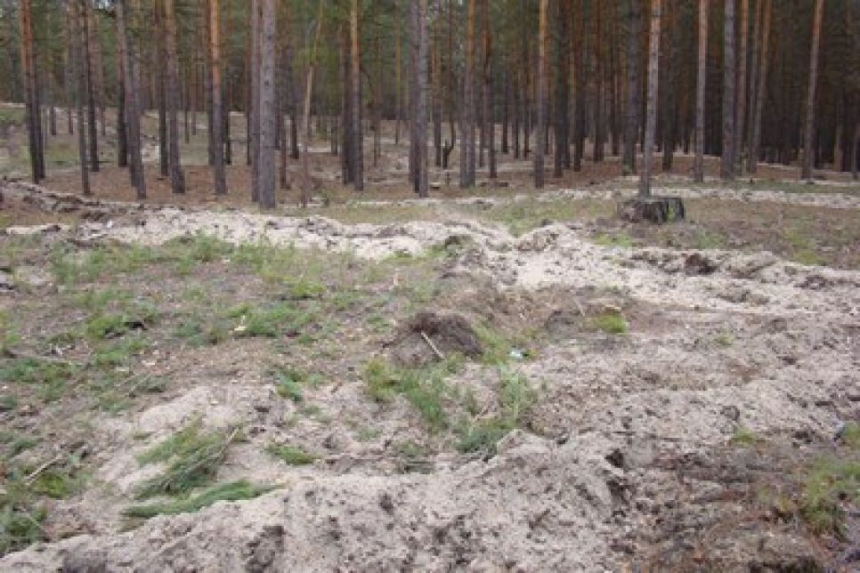 Житель села Новоегорьевское подозревает "Алтайлес" и близких к
нему высокопоставленных чиновников в бесконтрольной вырубке
реликтового ленточного бора.