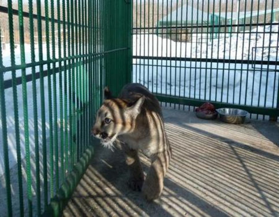 В Барнаульском зоопарке появился новый питомец - канадскаяпума Рони.