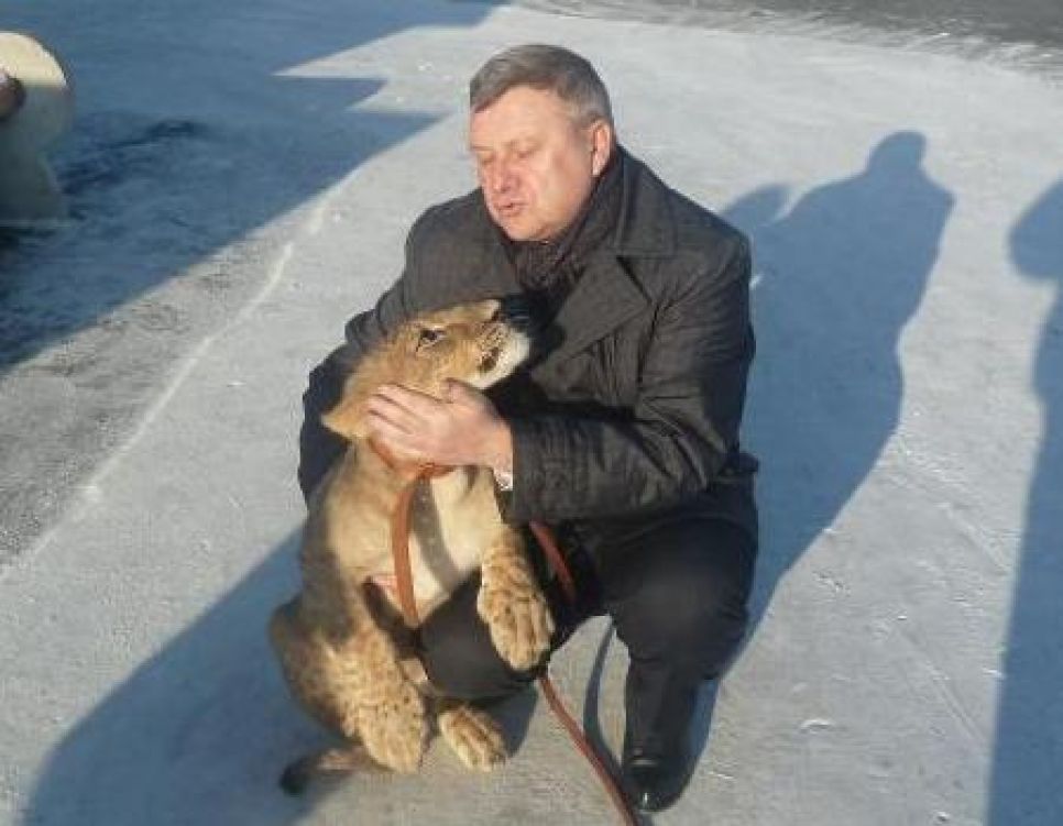 Лев Львович поселился в Барнаульском зоопарке.