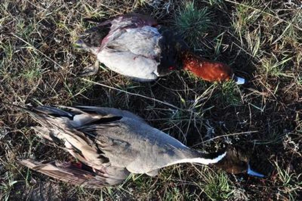 Экологи собрали более 5 тысяч подписей под обращением к
губернатору Алтайского края с требованием закрыть весеннюю охоту.