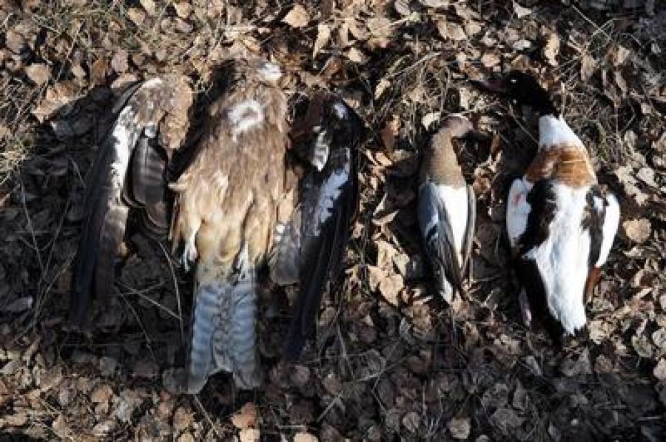 Экологи собрали более 5 тысяч подписей под обращением к
губернатору Алтайского края с требованием закрыть весеннюю охоту.