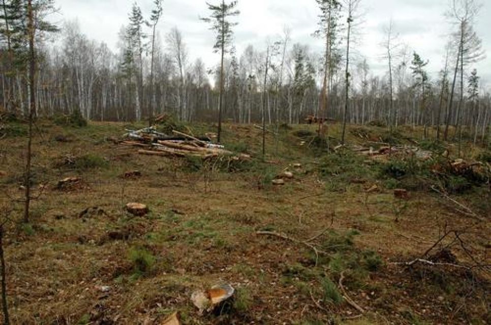 Жалоба алтайского эколога Грибкова президенту России на Ишутина и
Ключникова. Документальная публикация.