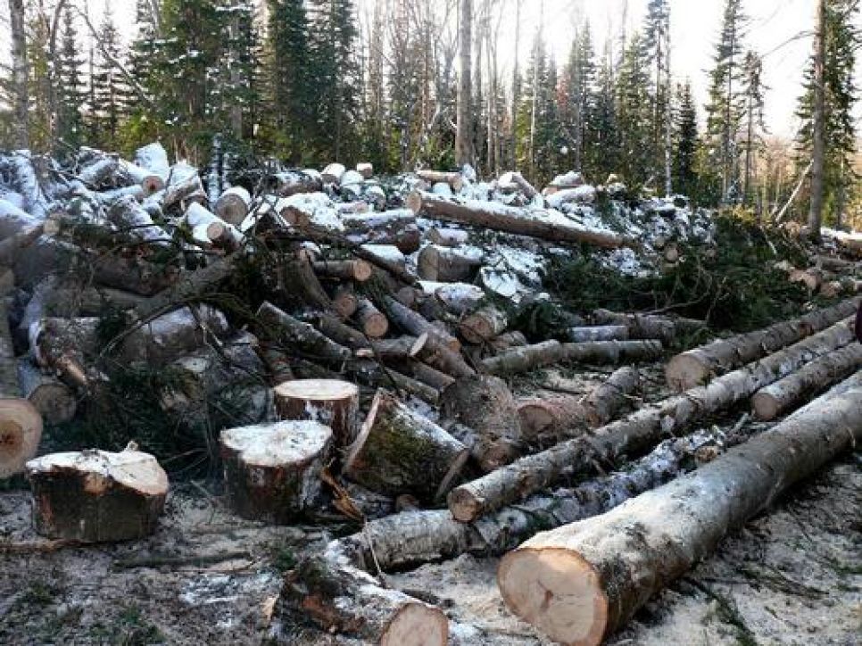 Жалоба алтайского эколога Грибкова президенту России на Ишутина и
Ключникова. Документальная публикация.