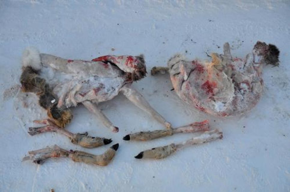 Жалоба алтайского эколога Грибкова президенту России на Ишутина и
Ключникова. Документальная публикация.